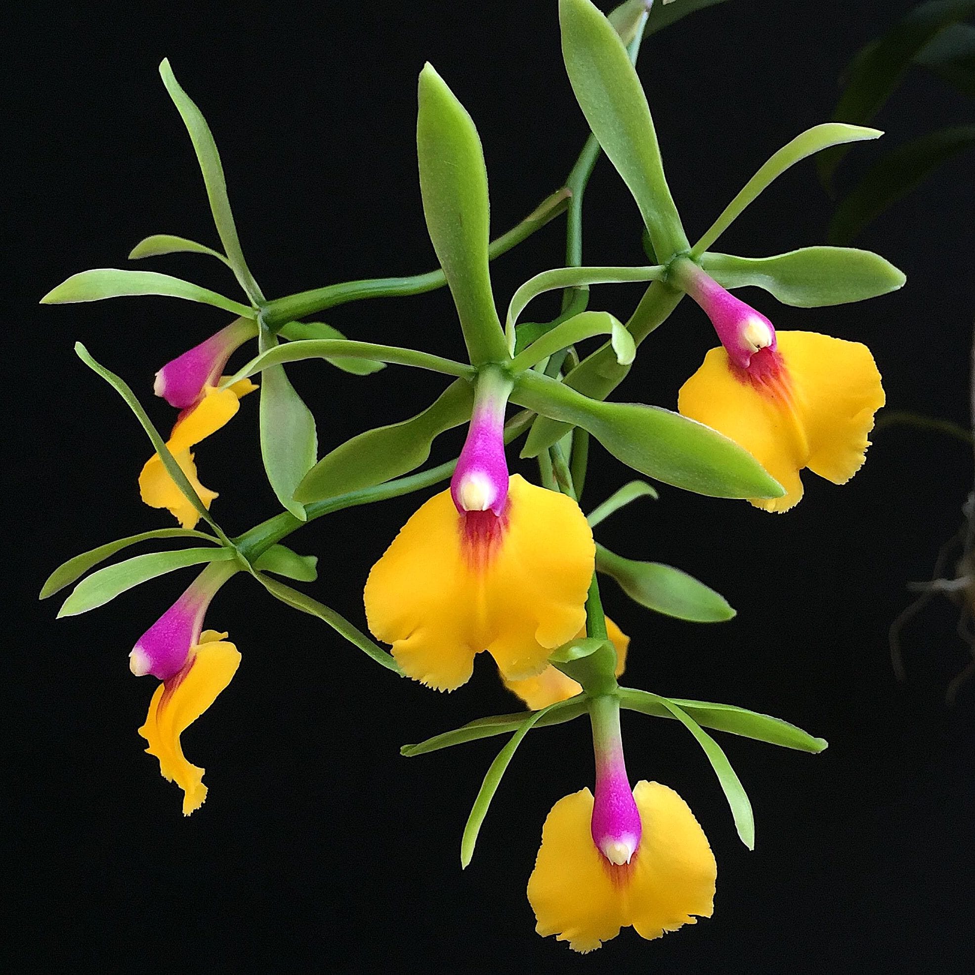Epicattleya Rene Marques 'Flame Thrower’