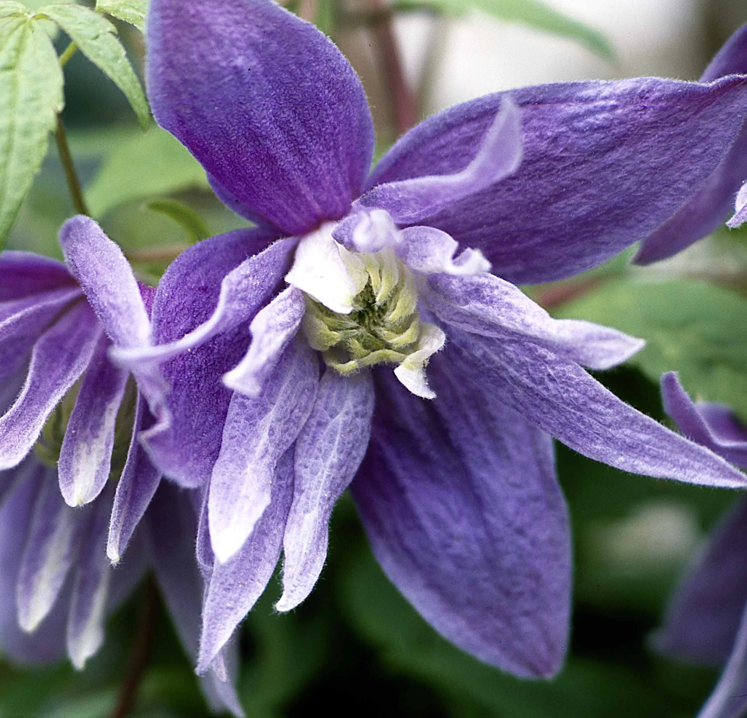 Clematis macropetala 'Maidwell Hall’