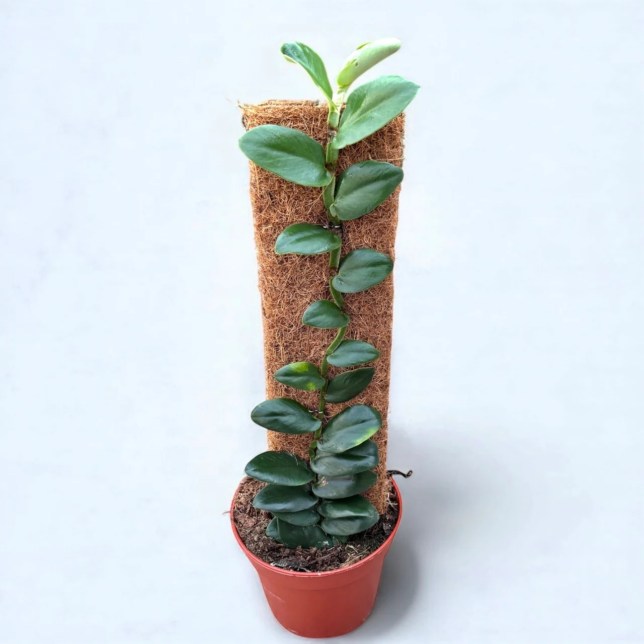 Rhaphidophora latevaginata