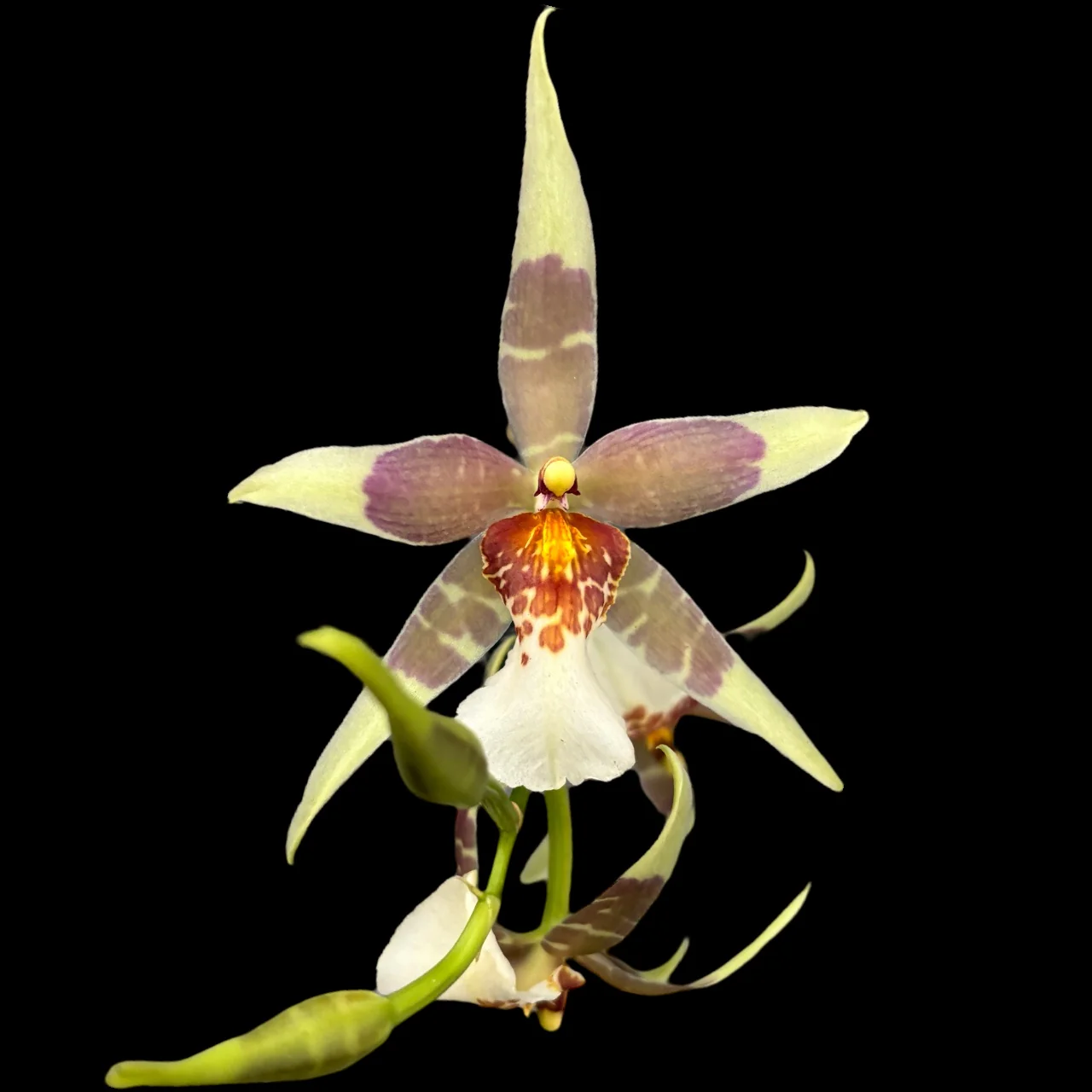 Aliceara (Beallara) mov – flori parfumate