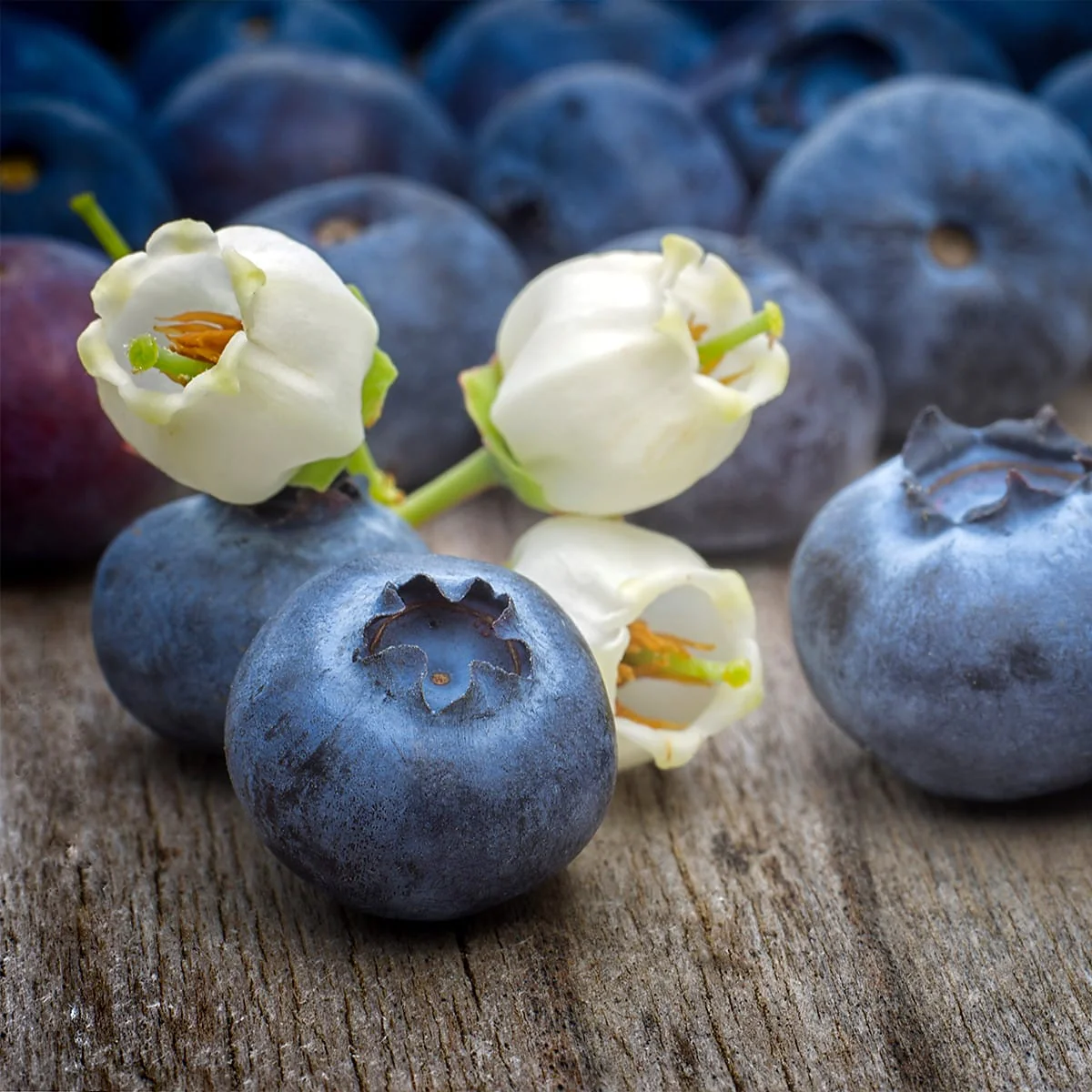 Afin productiv – Vaccinium corymbosum 'Pioneer’