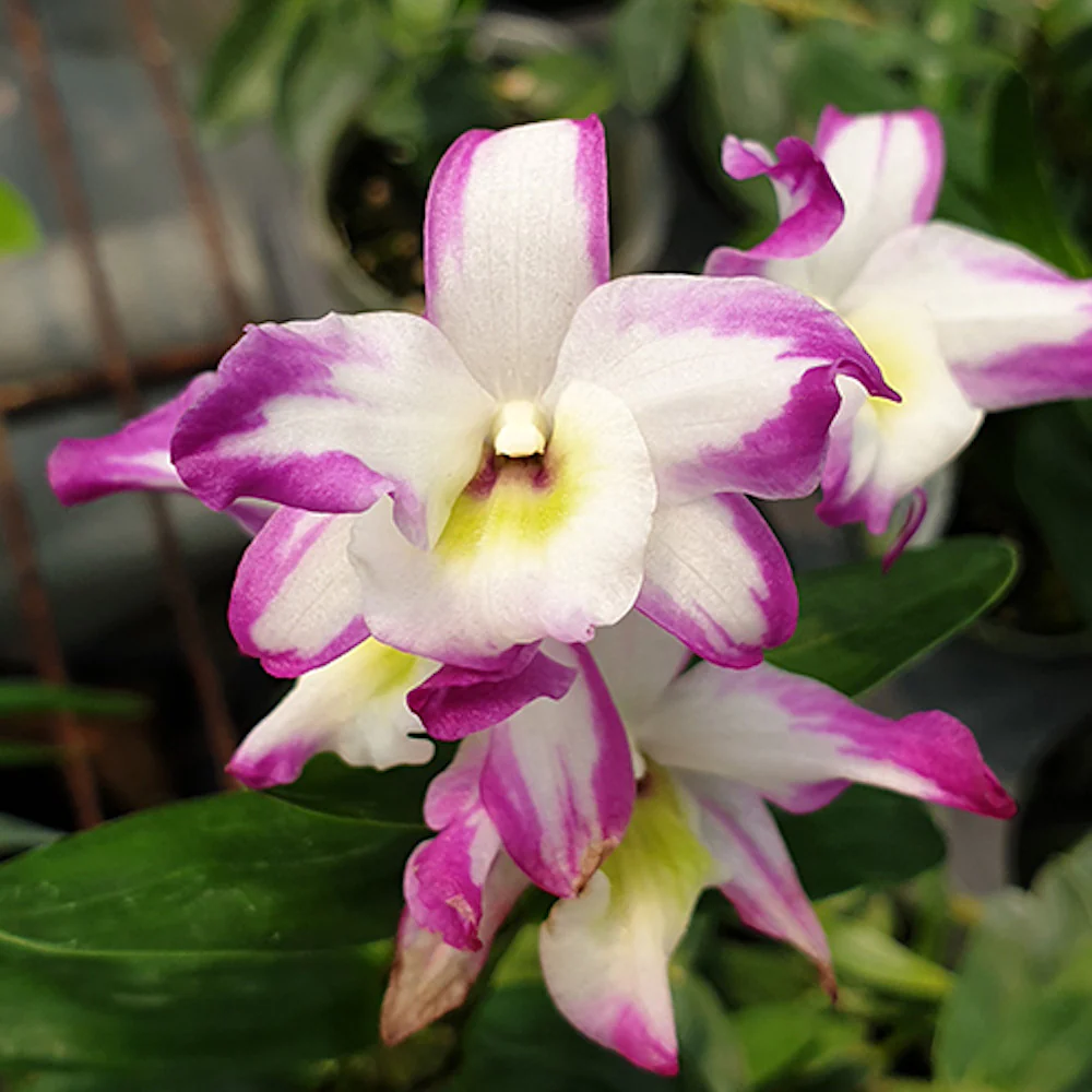 Dendrobium Hamana Lake 'Prism’ * parfumat