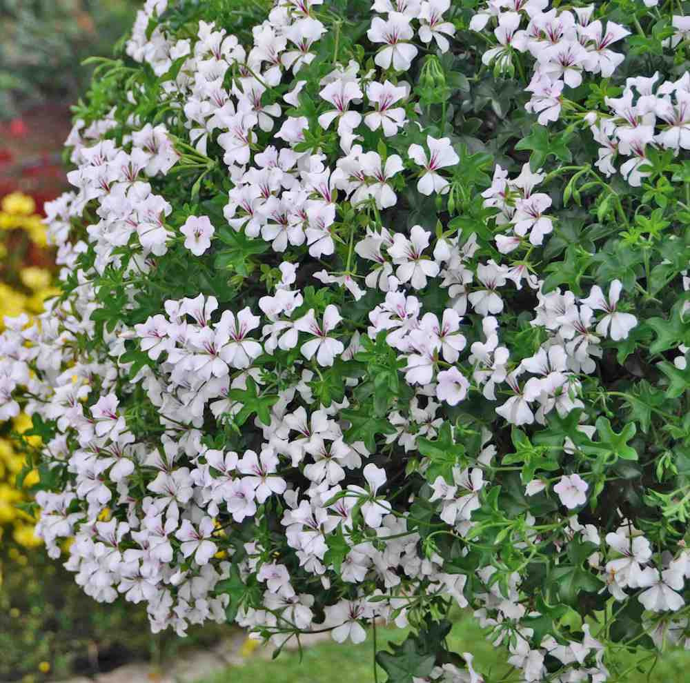 Pelargonium (Peltatum Grp) 'Balkon White’ – muscate curgatoare tiroleze albe