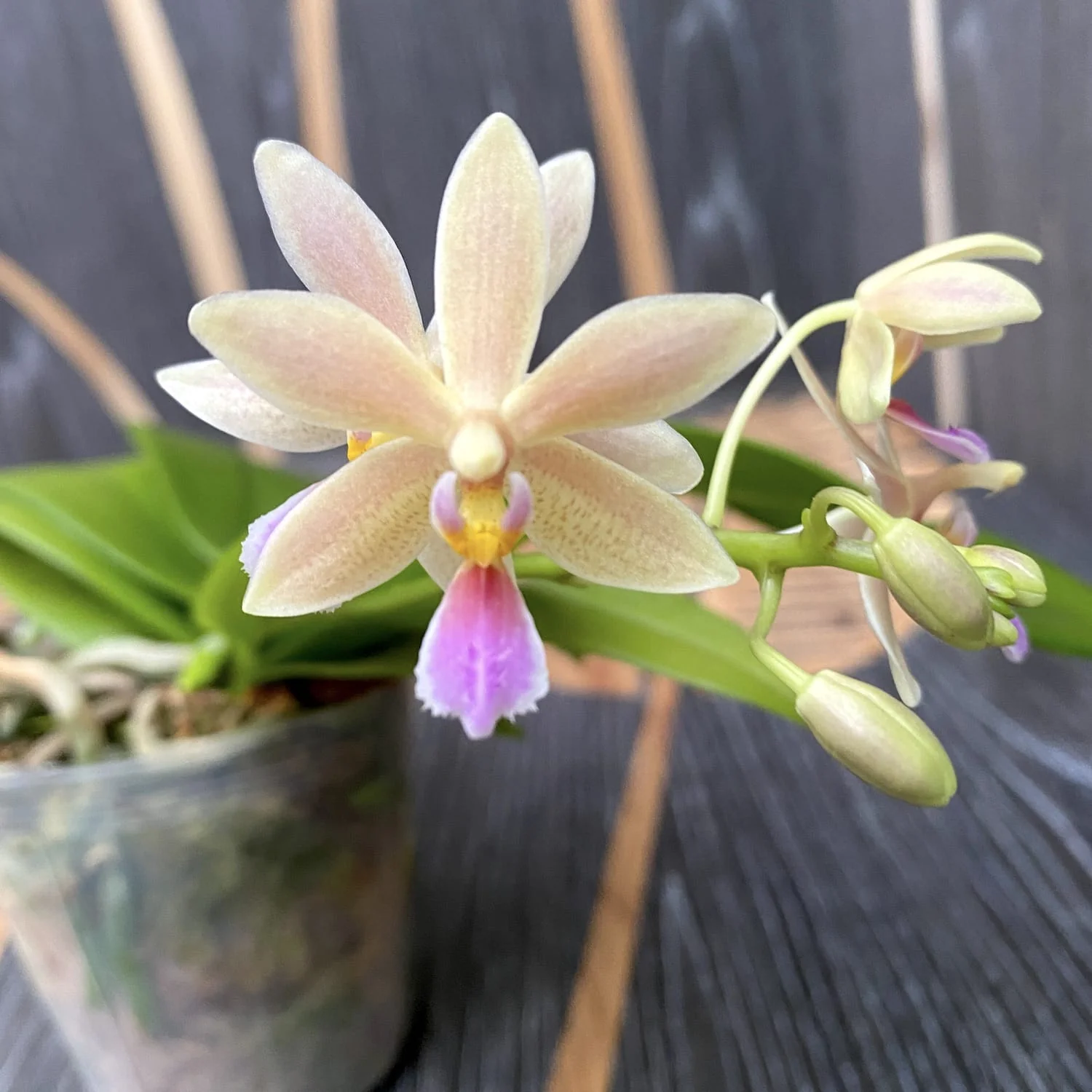 Phalaenopsis equestris × Almanis (variation 01)