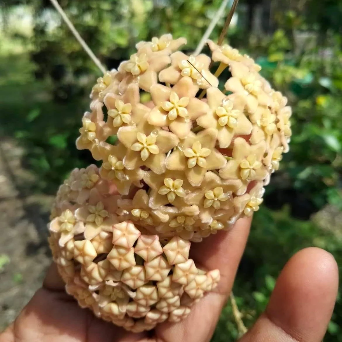 Hoya sp. PNG SV 422