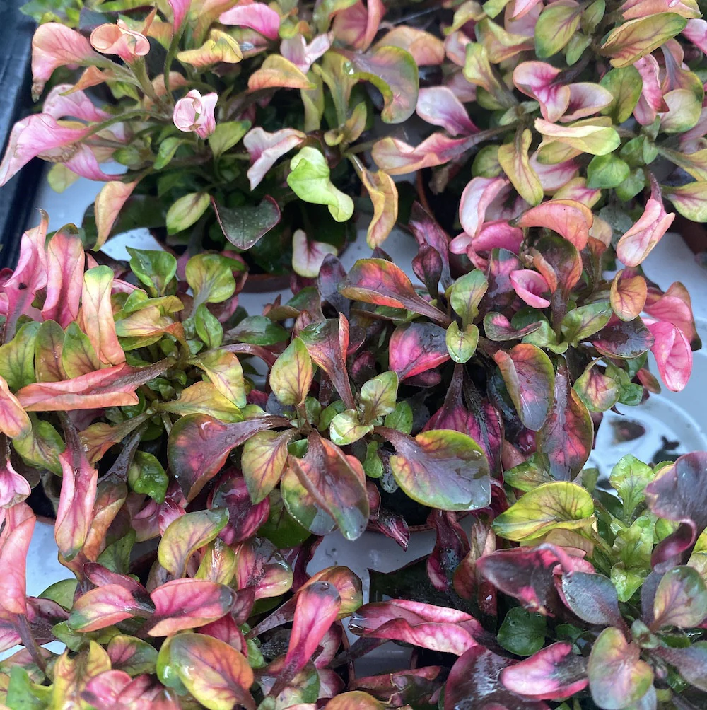 Alternanthera dentata ‘Little Ruby’ – babyplant