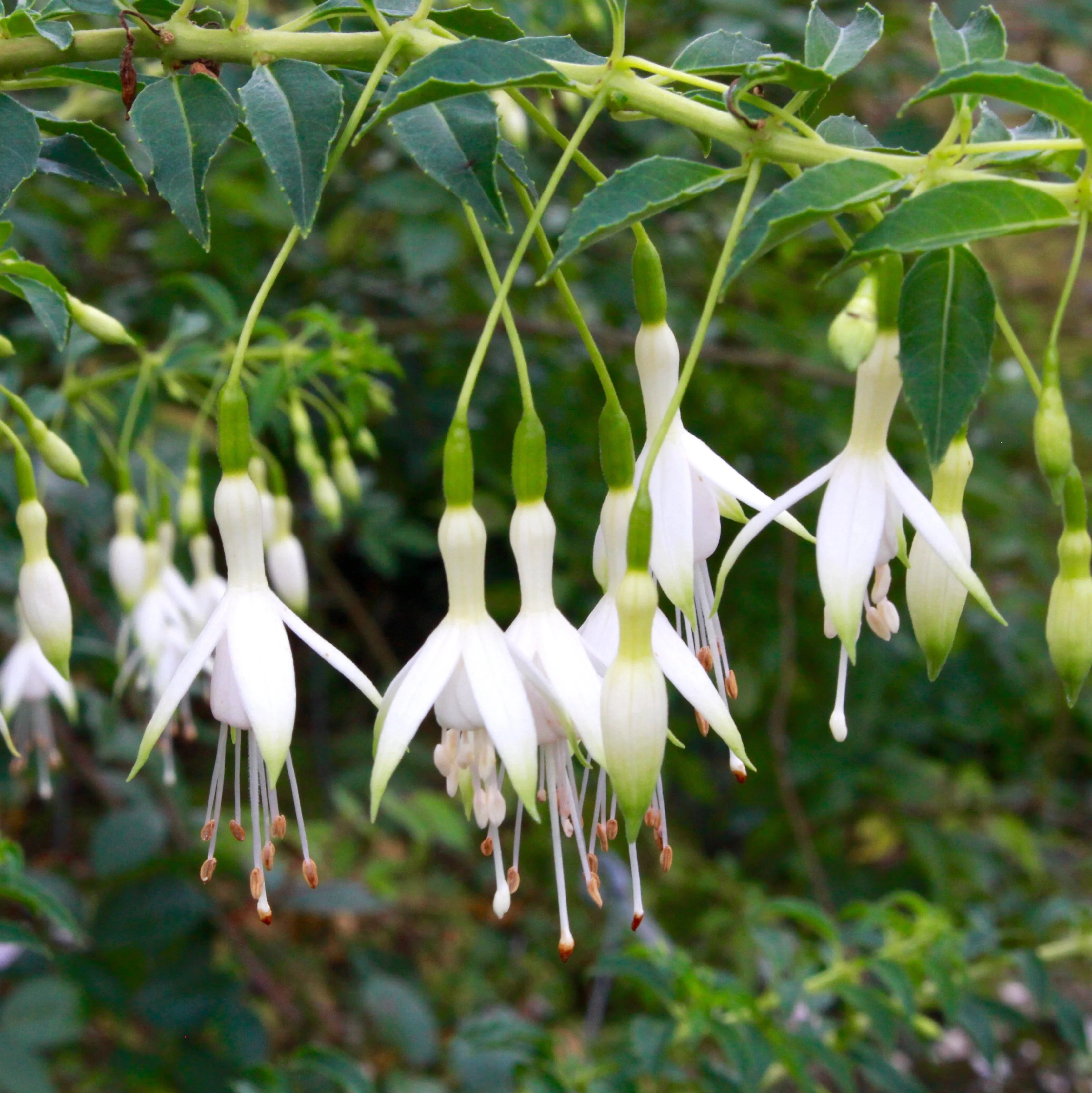 Fuchsia 'Hawkshead’- cercelus de gradina
