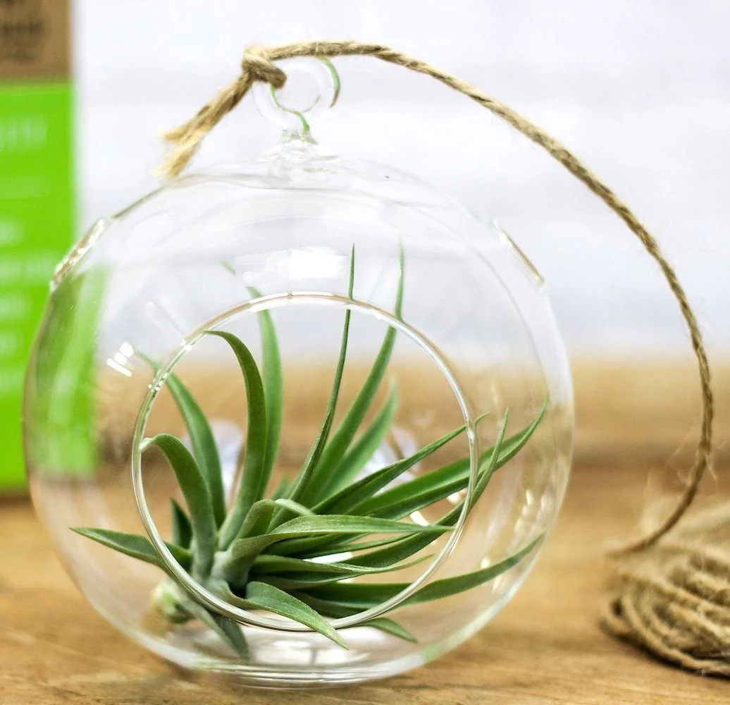 Terariu plante aeriene – Tillandsia Air Plant