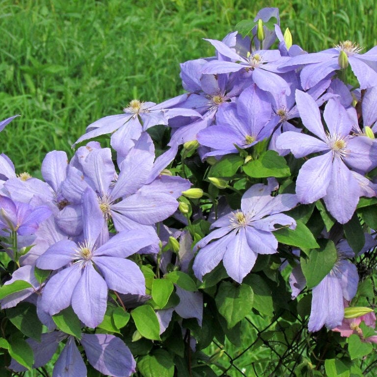 Clematite cu infloriri abundente – Clematis 'Justa’ (Viticella Group)