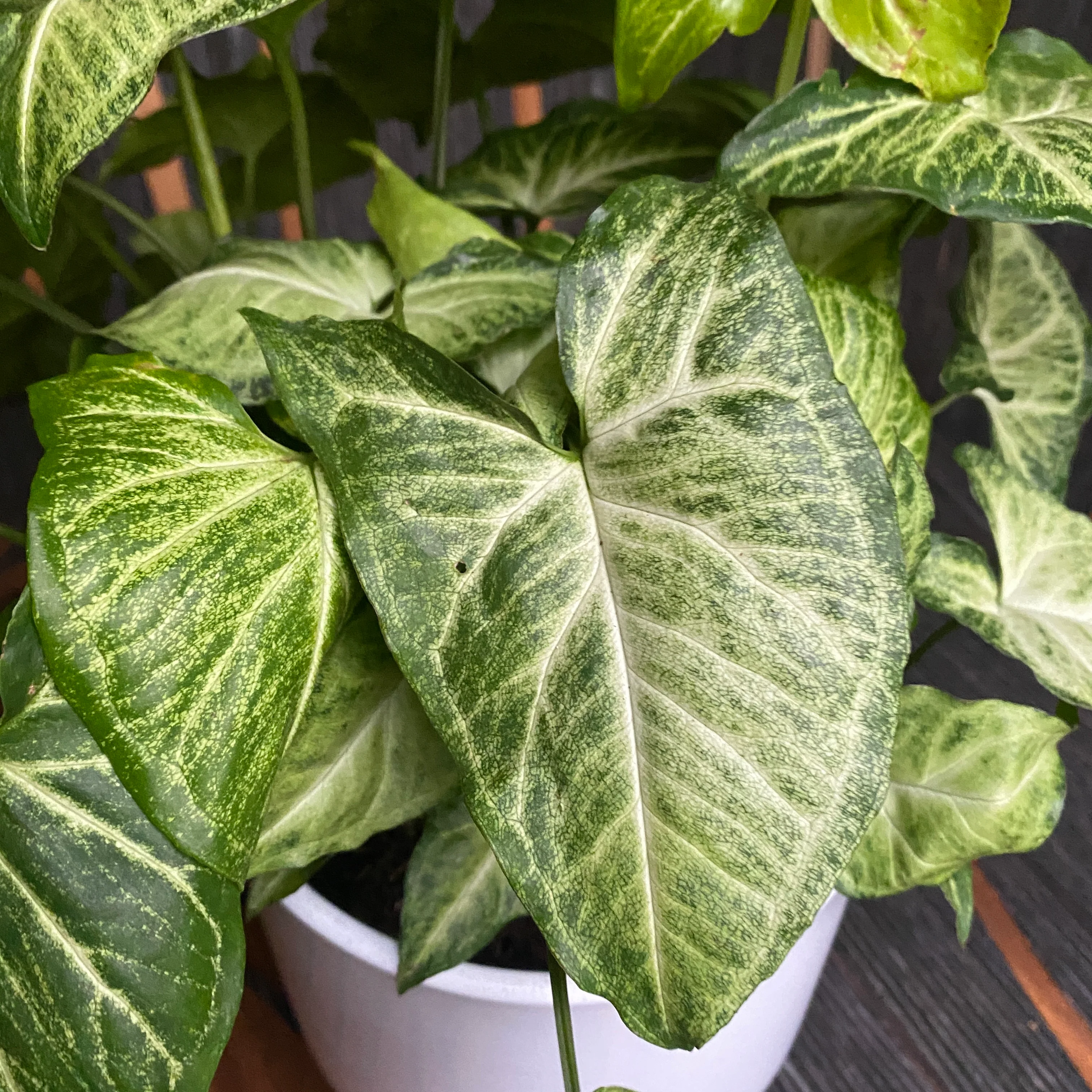 Syngonium Arrow (planta sageata) – exemplare XL