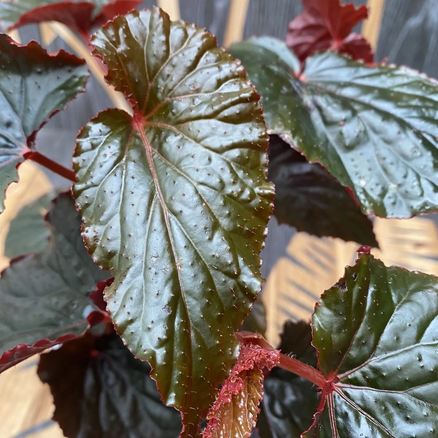 Begonia 'Arabian Sunset’