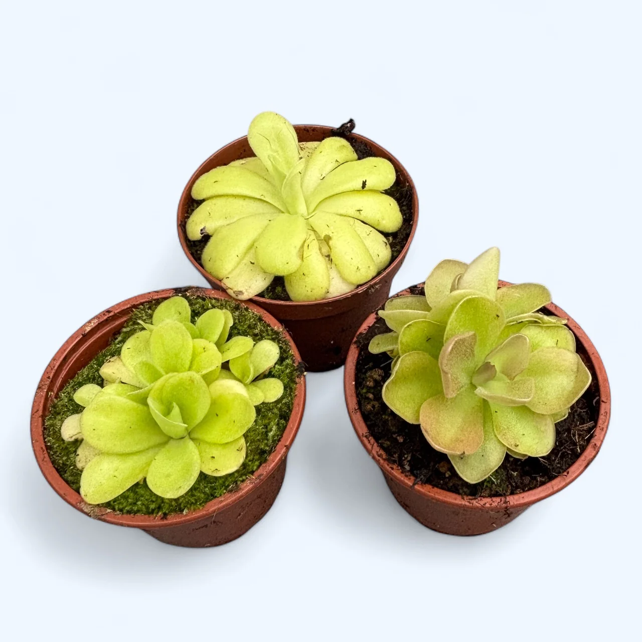 Pinguicula mix – planta carnivora delicata cu frunze lipicioase si flori spectaculoase