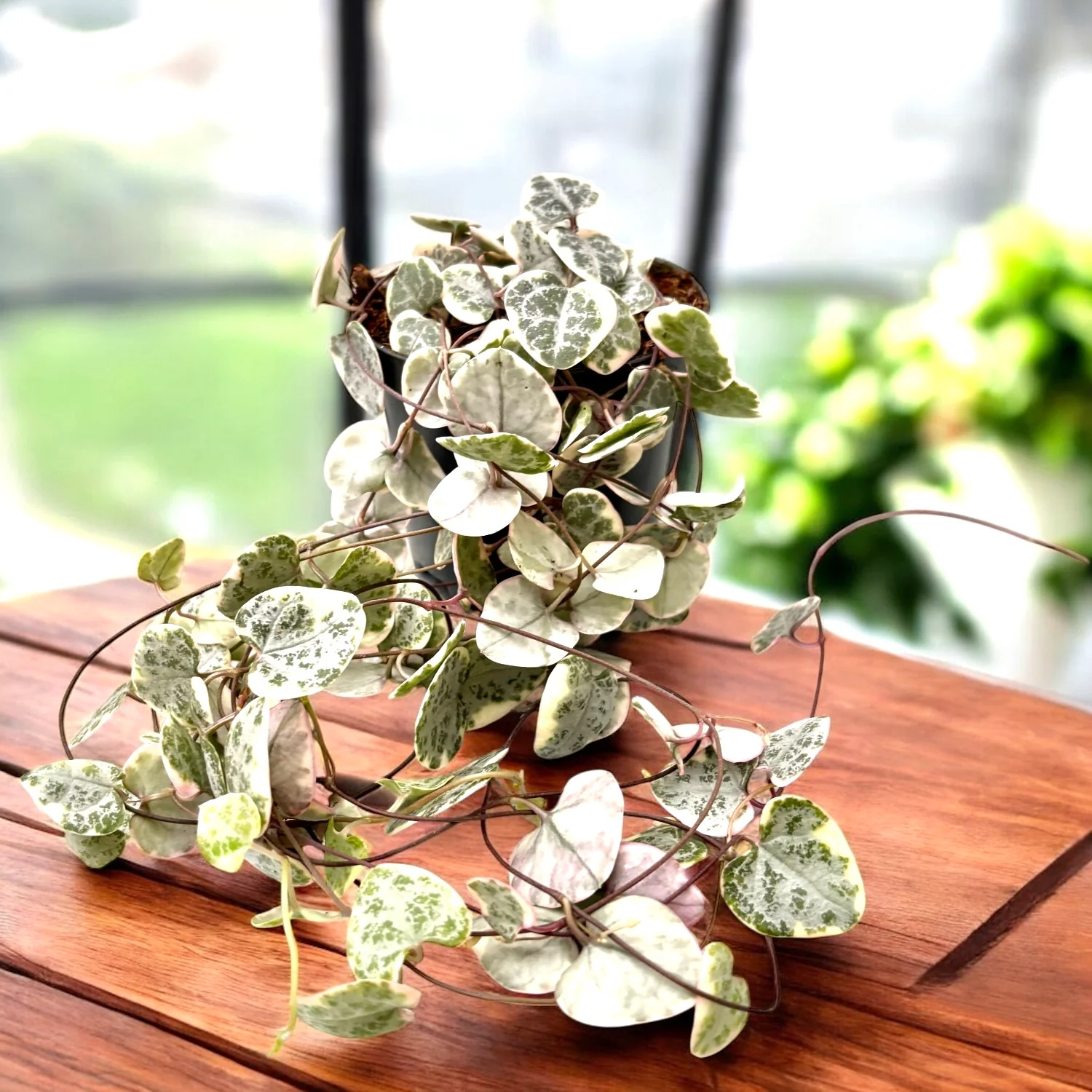 Ceropegia woodii 'Marlies’ VARIEGATA (String of hearts)