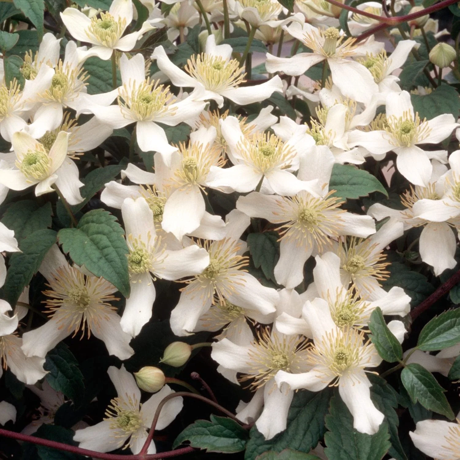 Clematite de primavara – Clematis montana 'Wilsonii’ – flori puternic parfumate!