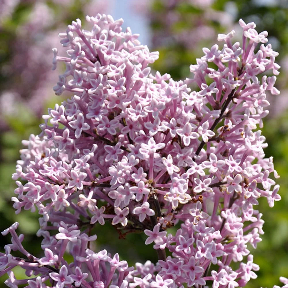 Liliac compact – Syringa vulgaris 'Josee’ (’Morjos 060f’) – flori foarte parfumate, reinflorire de vara