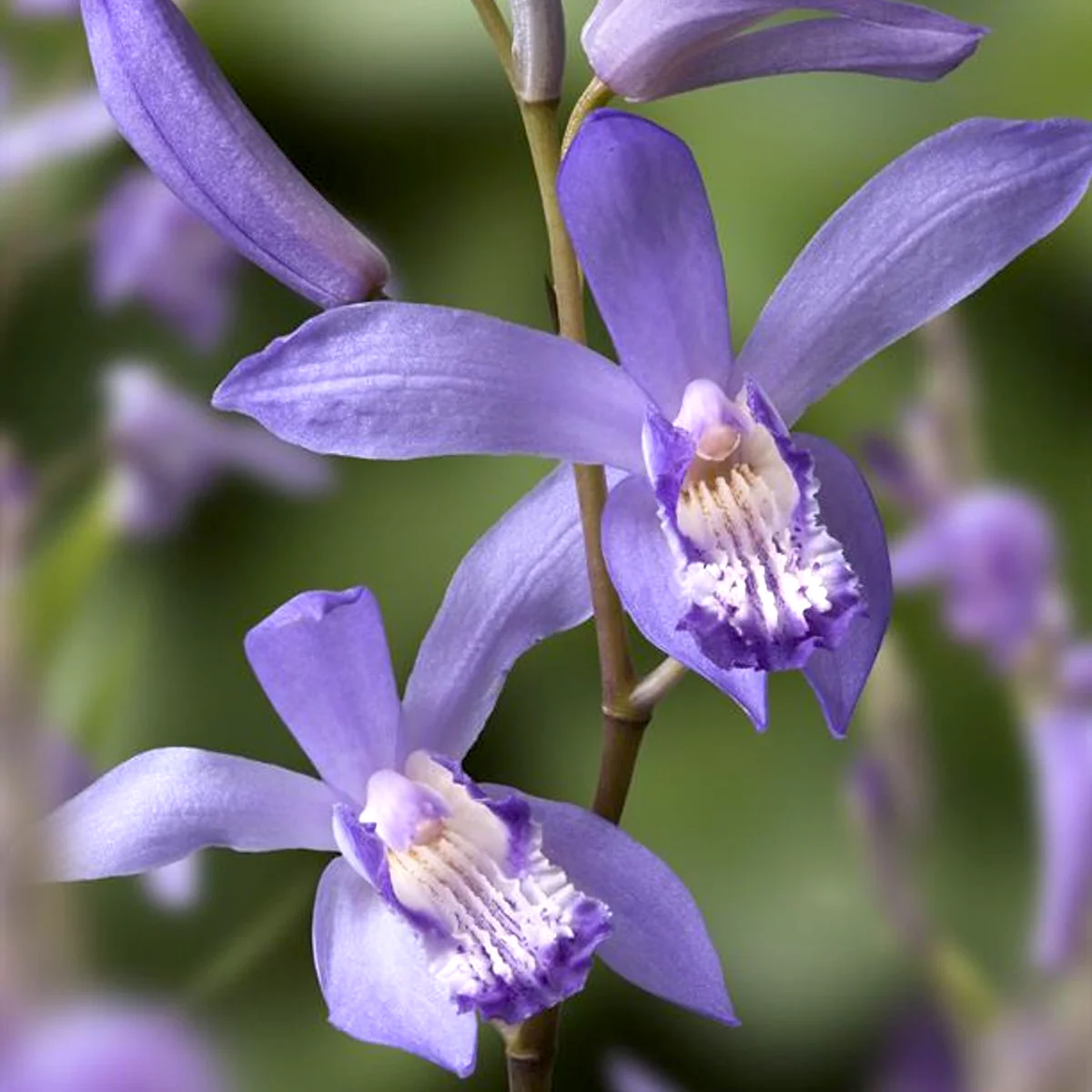Bletilla striata 'Blue Dragon’ – Orhidee de gradina