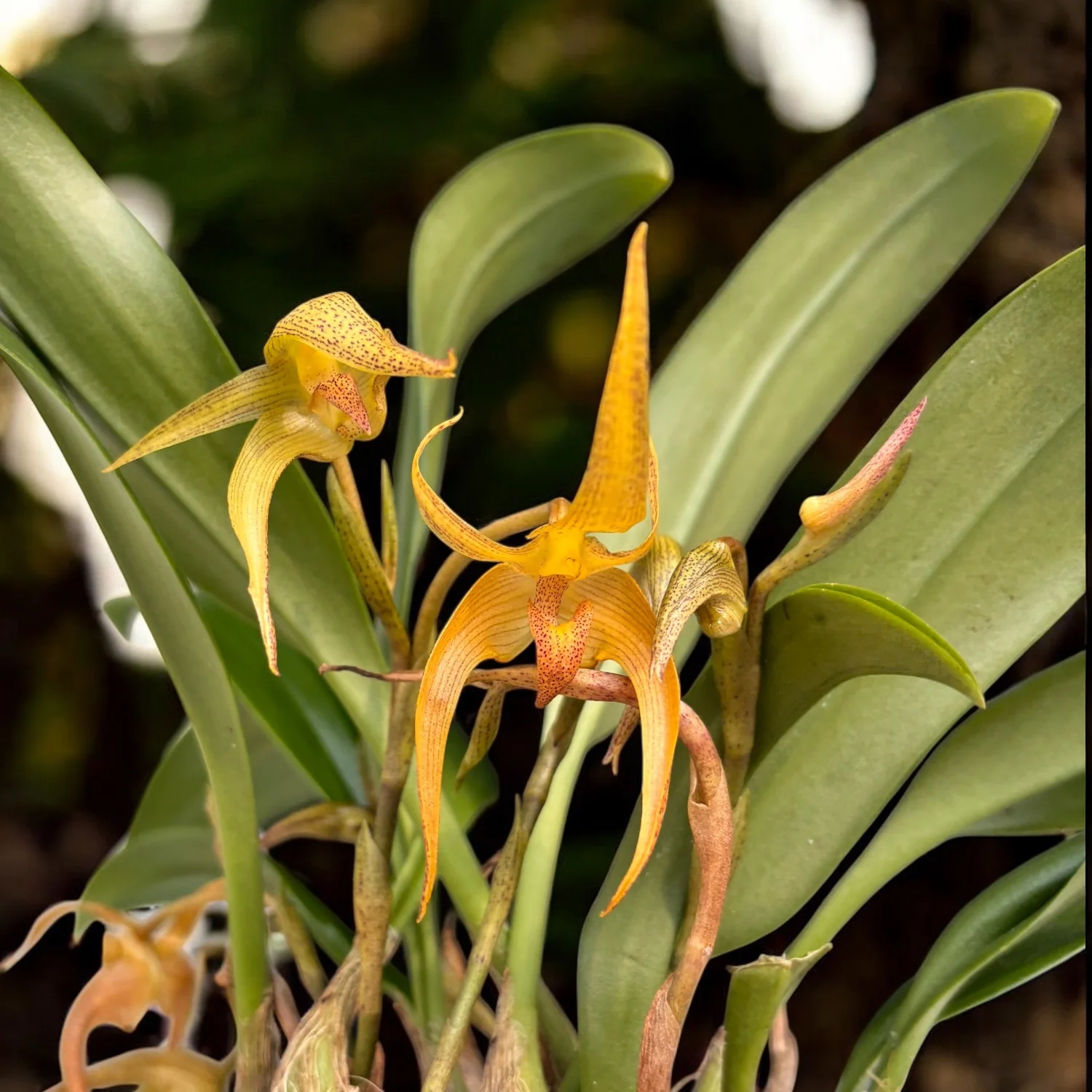 Bulbophyllum lobbii – exemplare dezvoltate