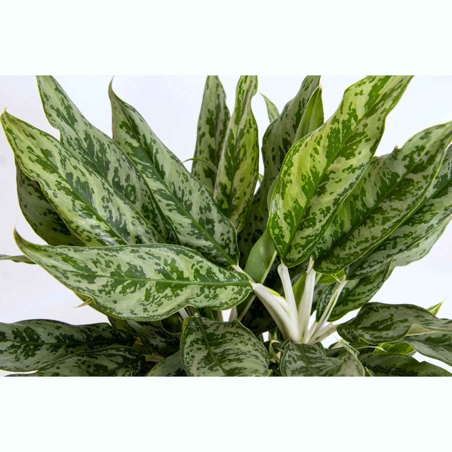 Aglaonema 'Greyhound’ 2 plante/ghiveci