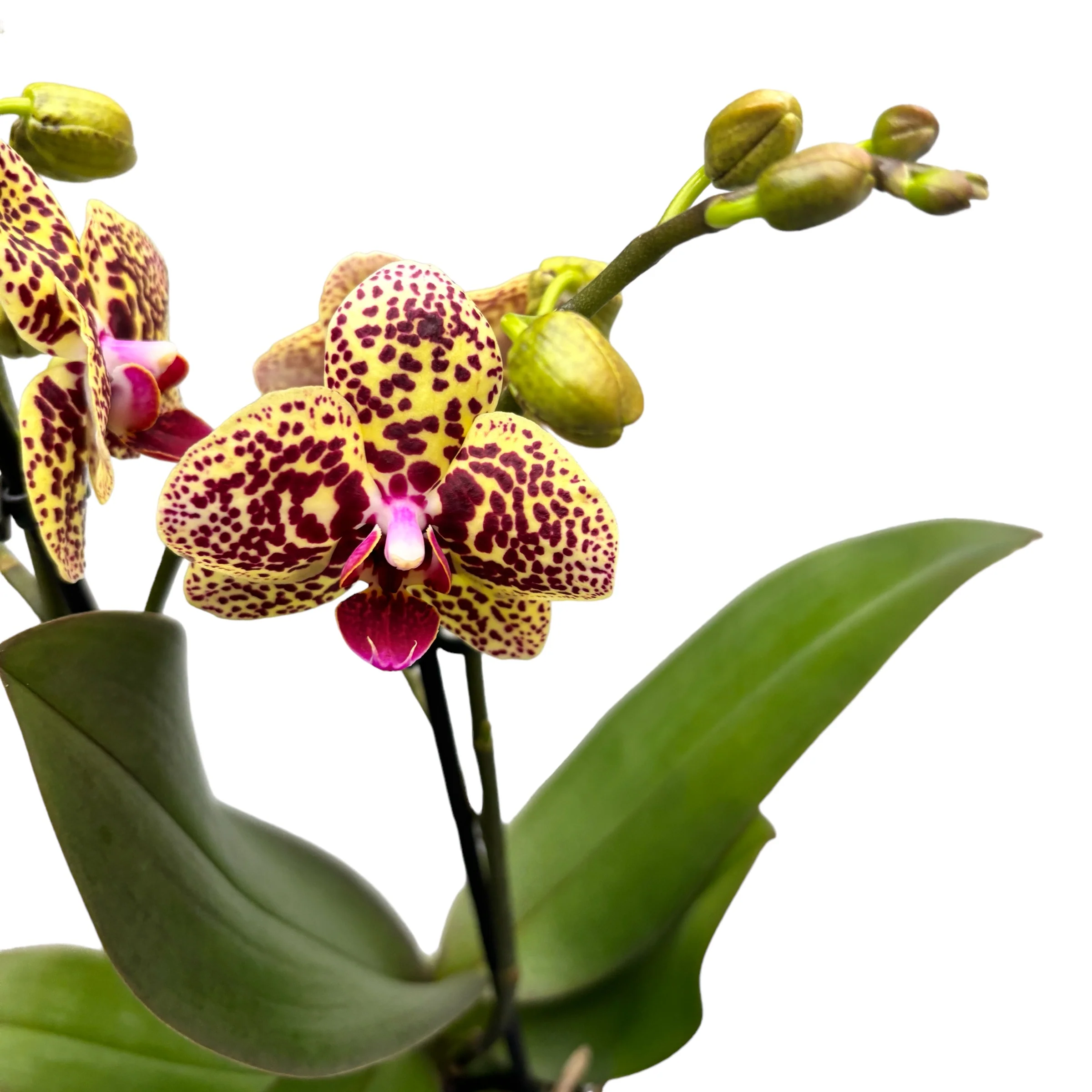 Phalaenopsis Borneo (Ghanna)
