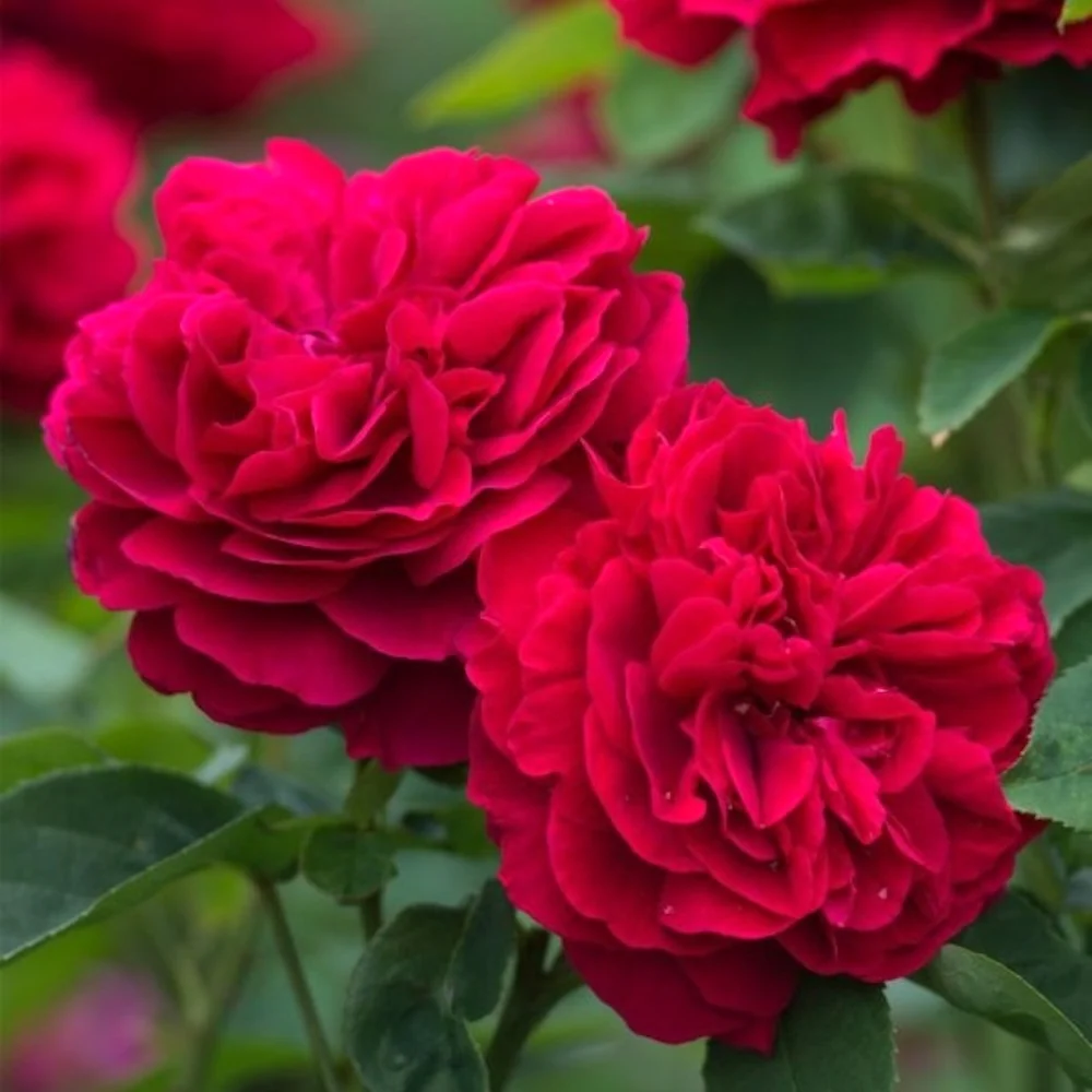 Rosa ‘Romantic Queen’® – Trandafir floribunda, catarator, parfumat