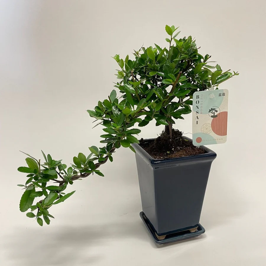 Bonsai Pyracantha 'Cascade’ (cu farfurie)