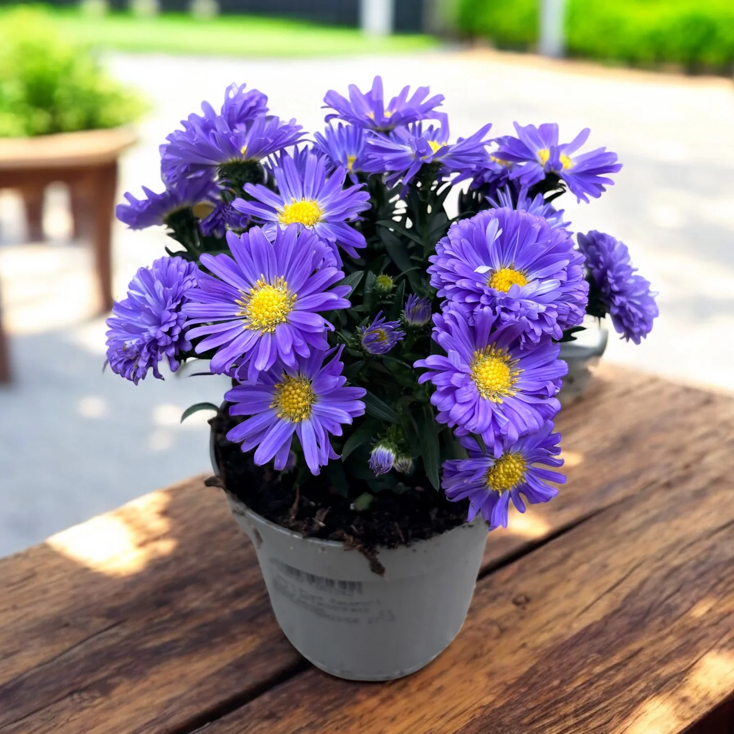 Aster dumosus Blue – Bushy Asters, aster pitic de toamna cu inflorire abundenta