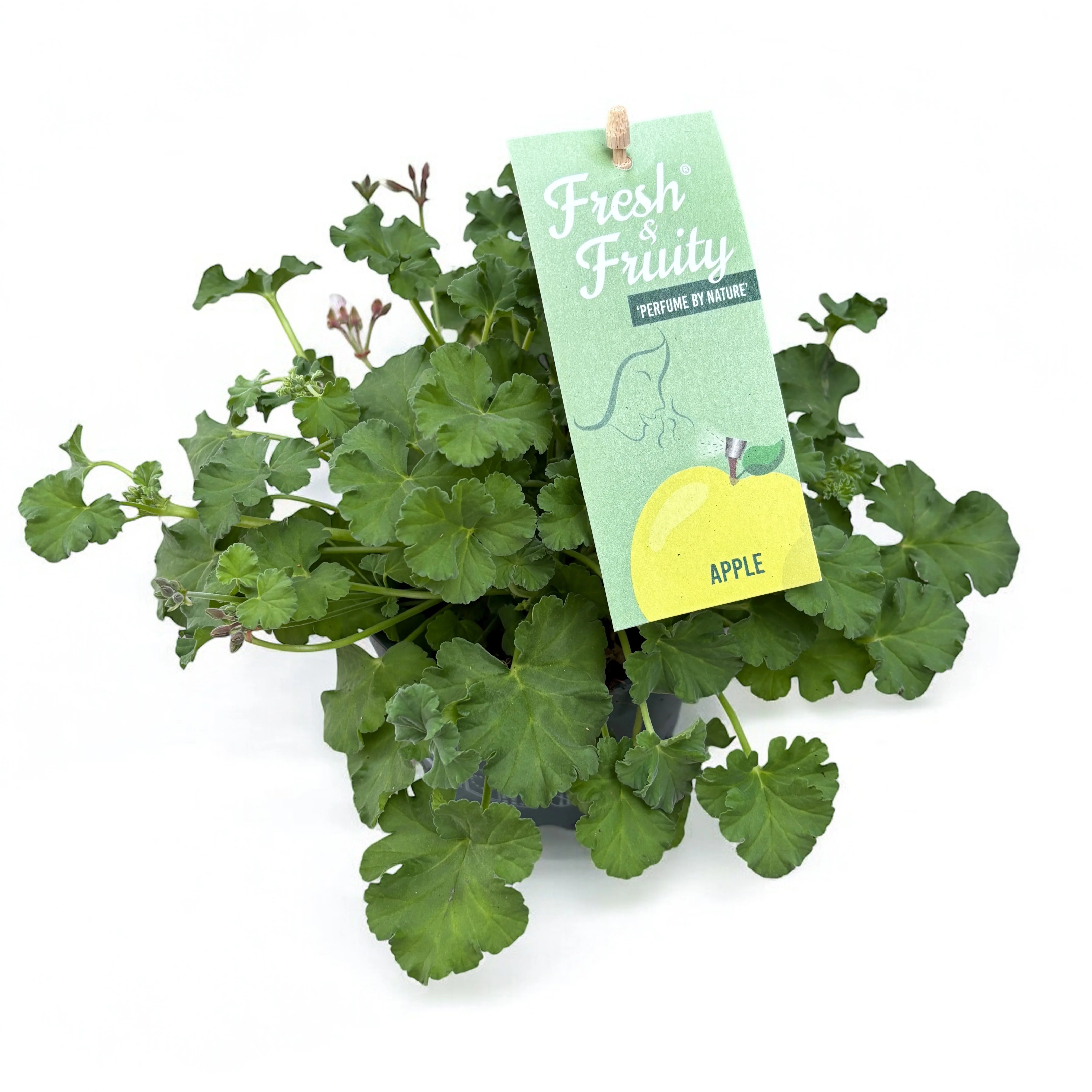 Muscate parfumate – Scented Geranium Apple (aroma de mar)