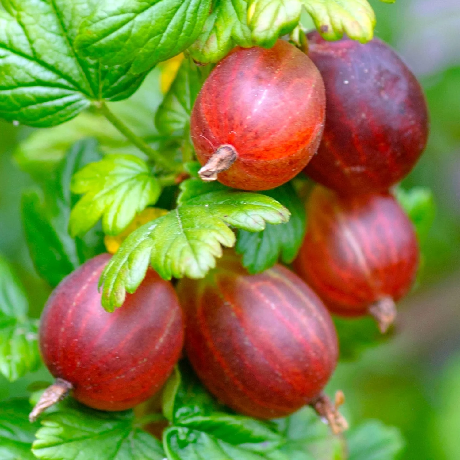 Agris rosu fara spini – Ribes uva-crispa 'Spine Free’ (crescut 100% biologic)