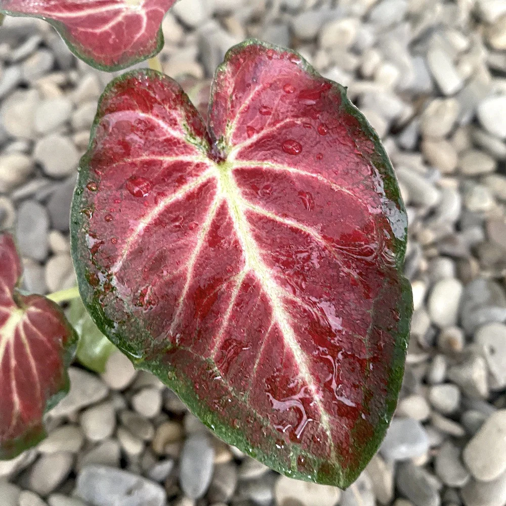 Caladium Freja (babyplant)