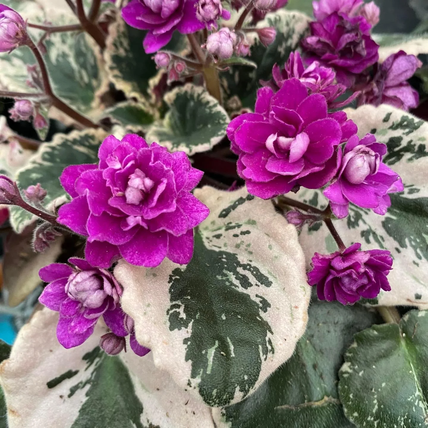 Saintpaulia Hovariagata – violete cu frunze variegate