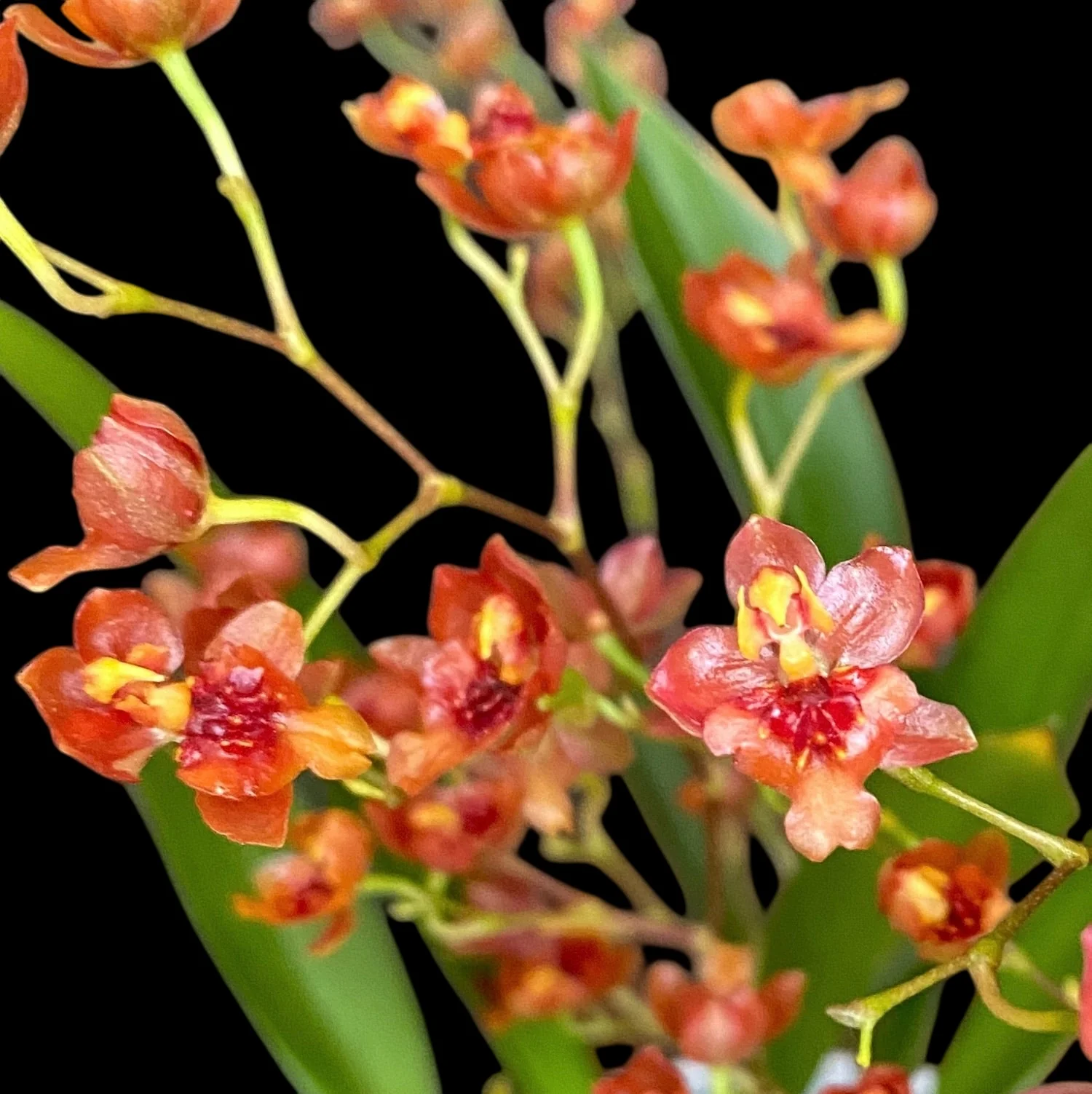 Oncidium Twinkle Cinnamon (Brons Fantasy) – flori intens parfumate