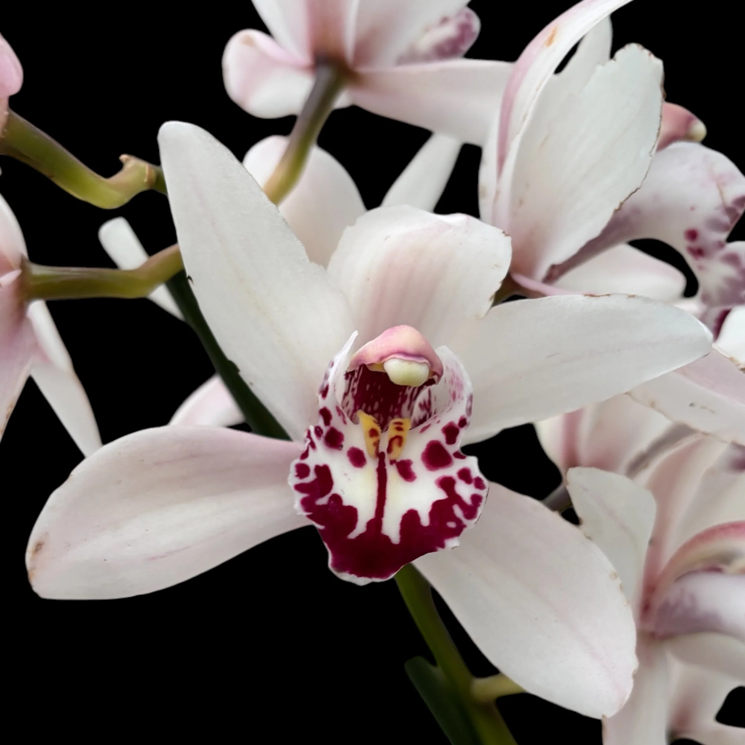 Cymbidium Lady Brazil