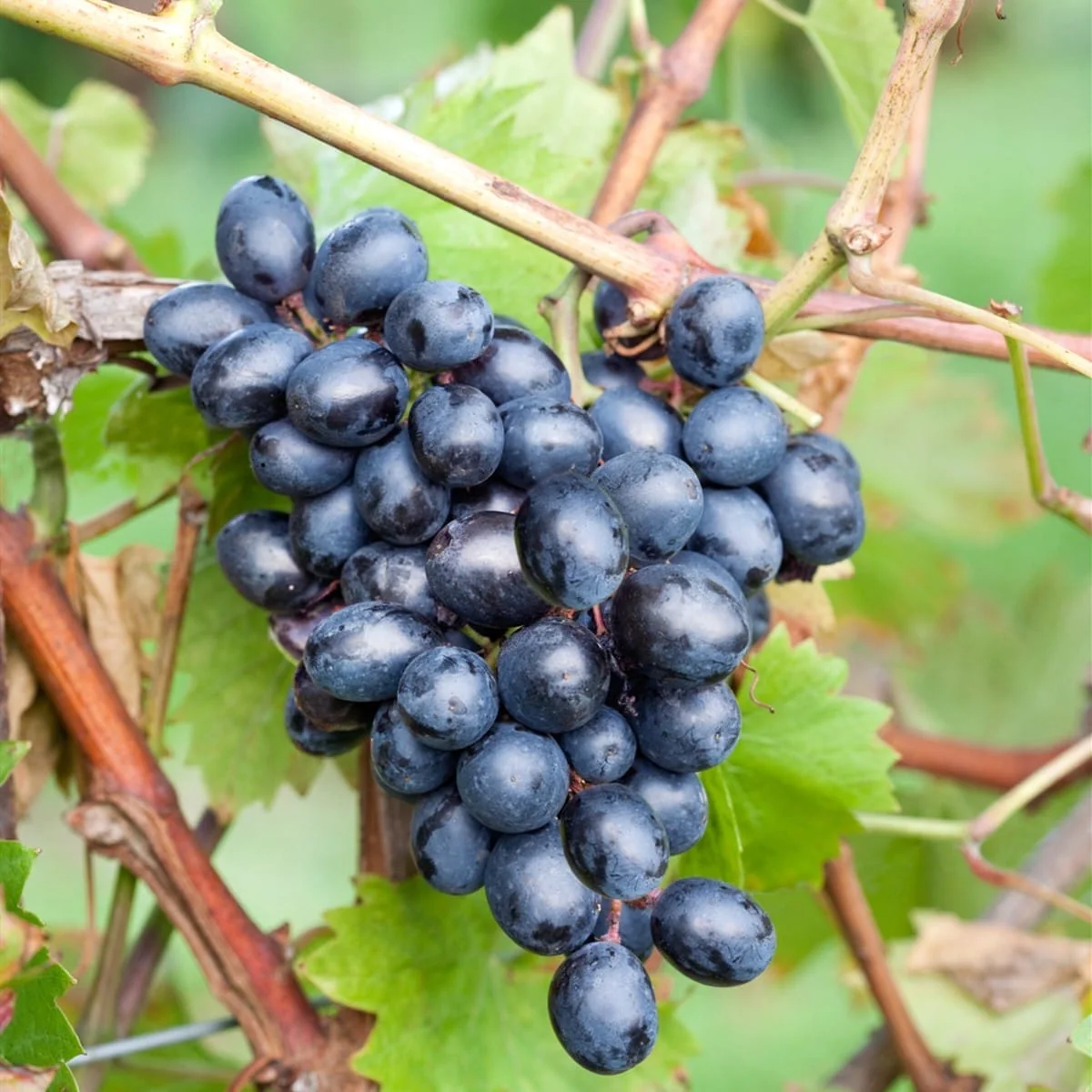 Vita de vie – Vitis vinifera 'Nero’