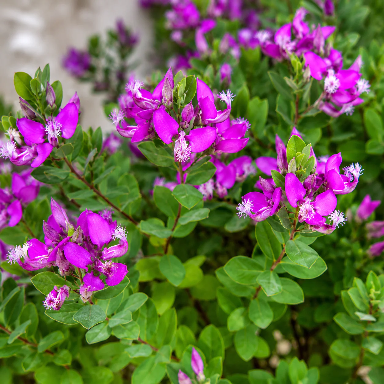 Polygala myrtifolia – poligala