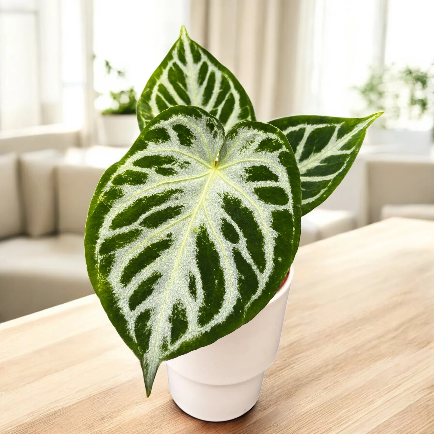Anthurium crystallinum 'Super Silver Blush’ – exemplare Super Silver