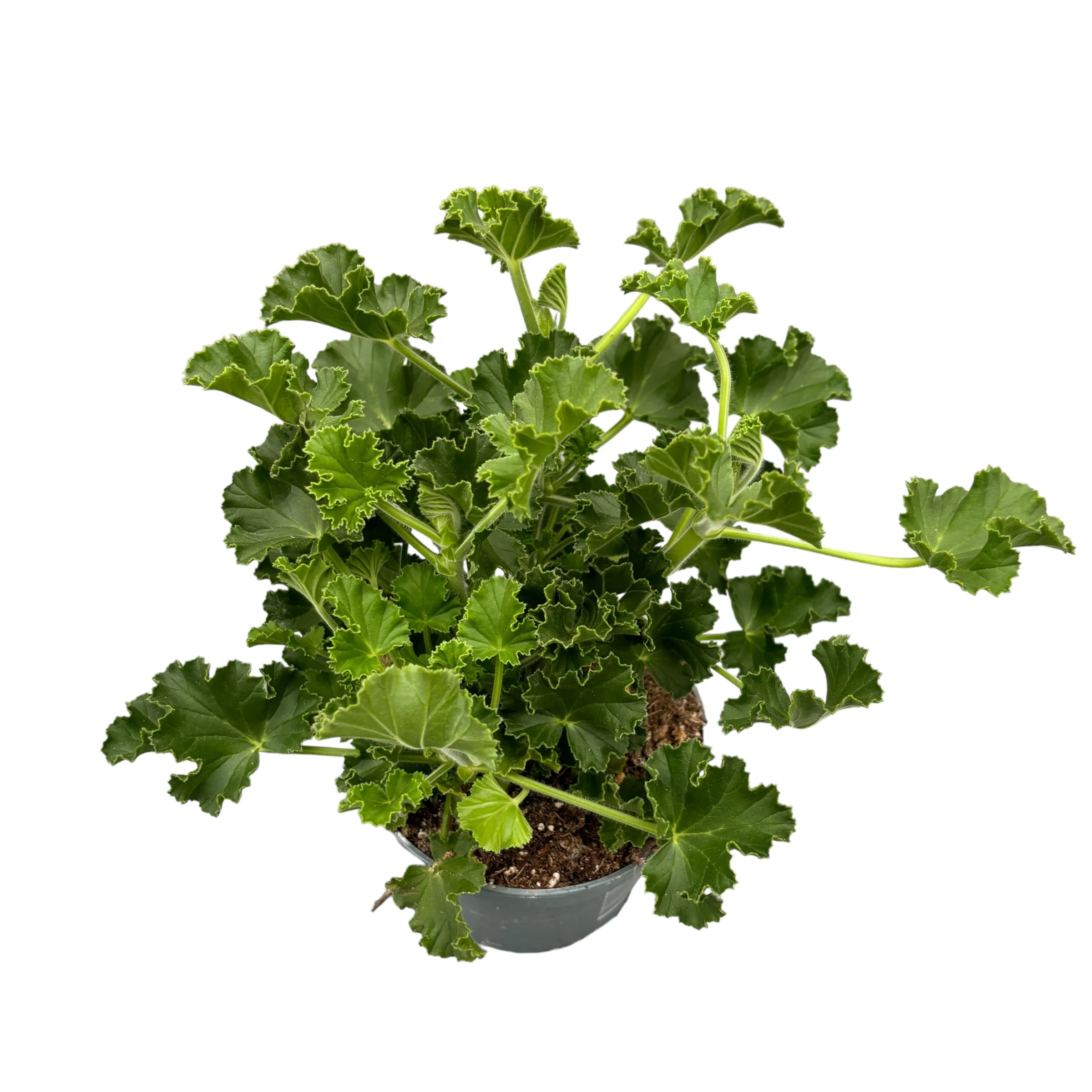 Muscate parfumate – Scented Geranium (aroma de Cola)