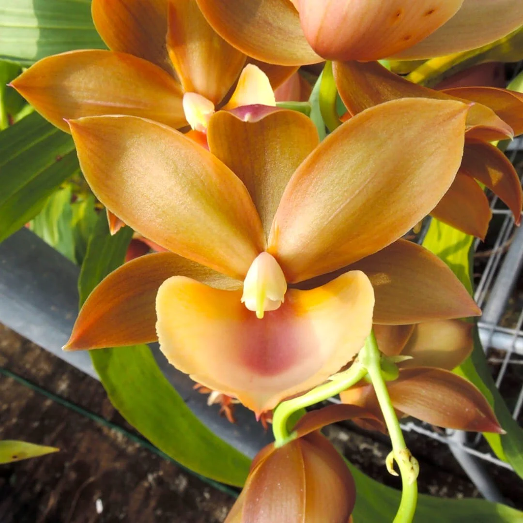 Monnierara Jumbo Delight 'Orange Diamond’