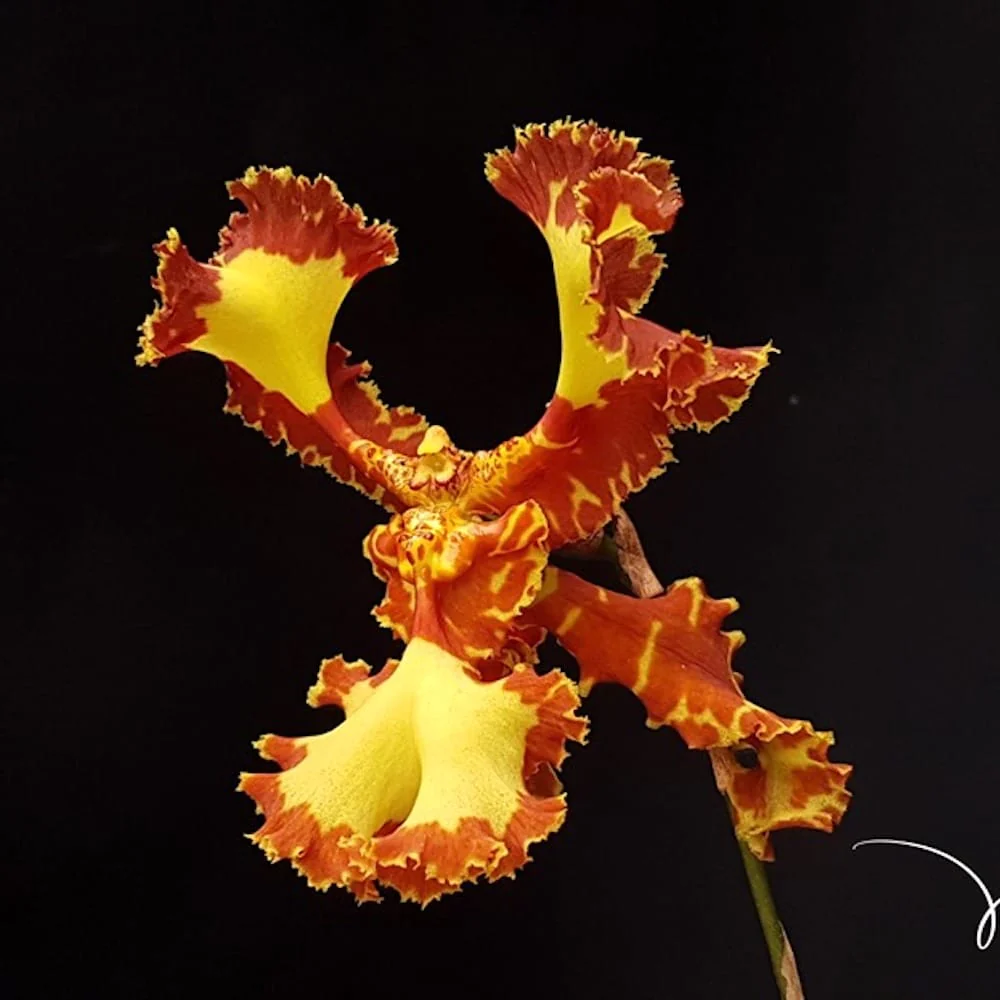 Psychopsis Papilio Mariposa 'Three Lip’ (peloric)