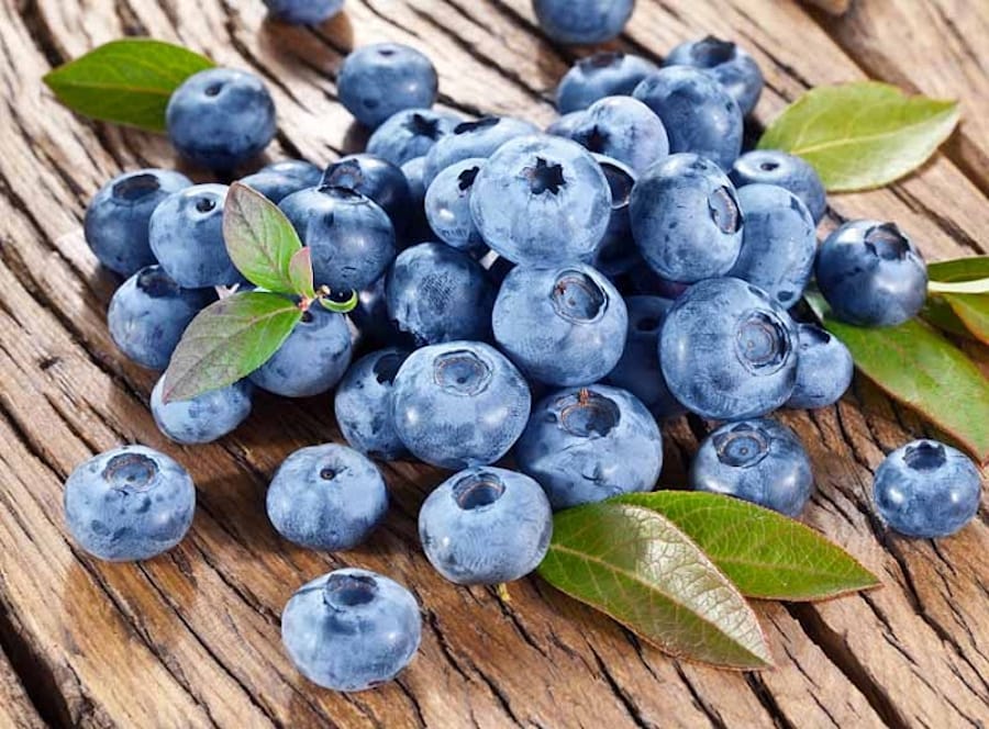Afin productiv in ghiveci – Vaccinium corymbosum 'Bluecrop’ D19