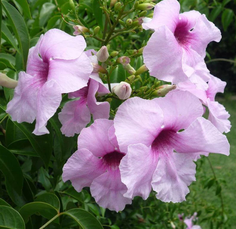 Pandorea jasminoides – flori parfumate