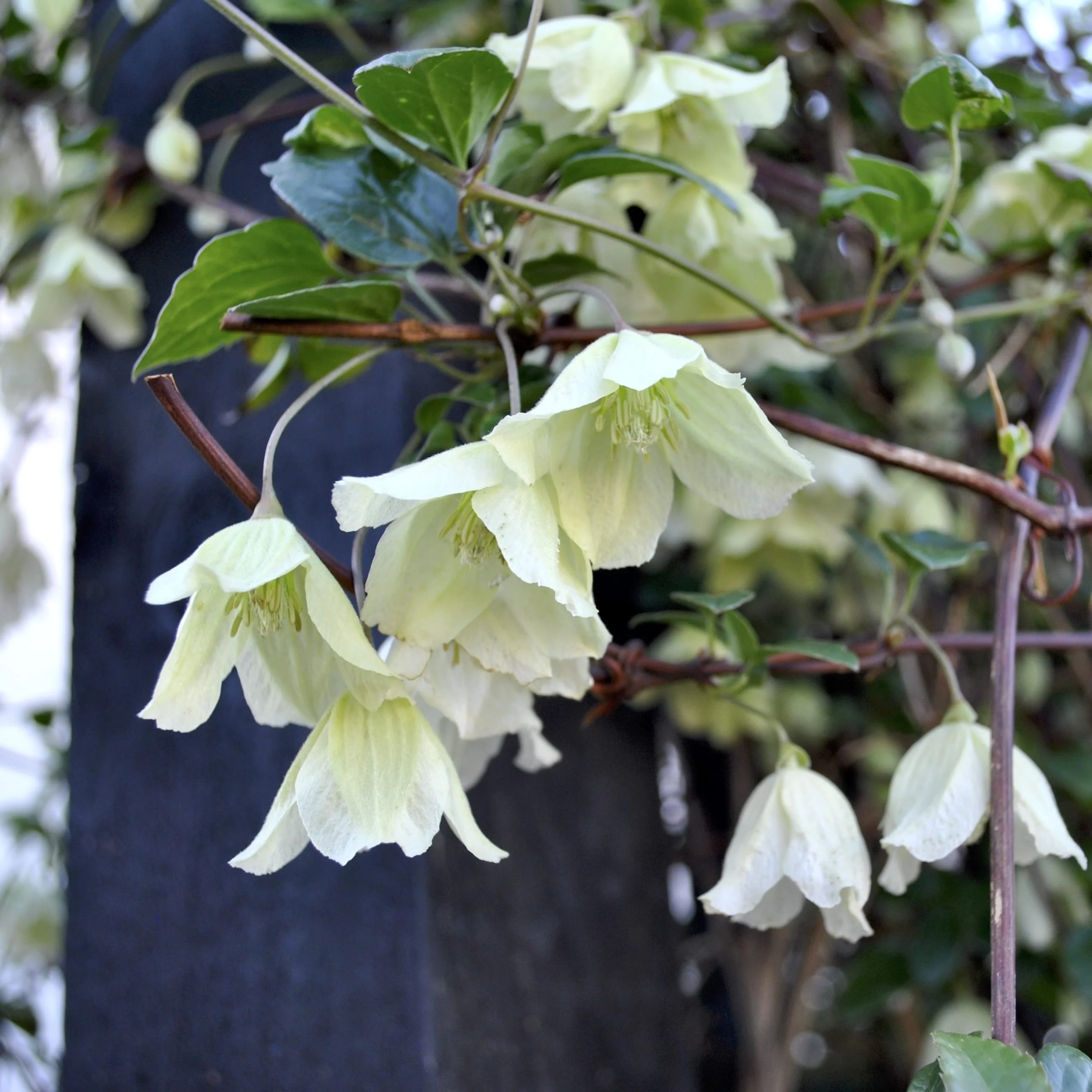 Clematite de iarna, evergreen – Clematis cirrhosa 'Wisley Cream’ (flori parfumate)