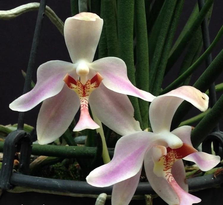 Paraphalaenopsis laycockii – flori parfumate