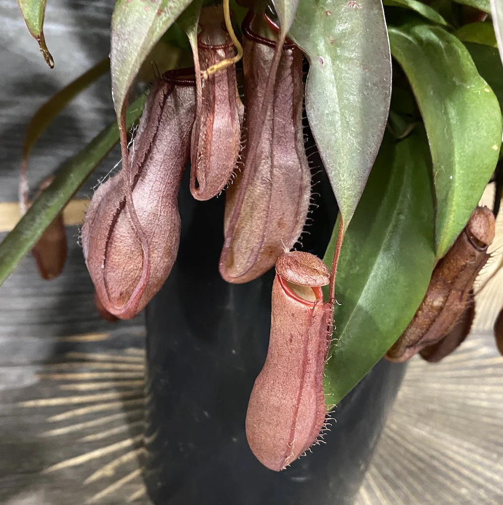 Nepenthes Linda – O planta carnivora spectaculoasa!