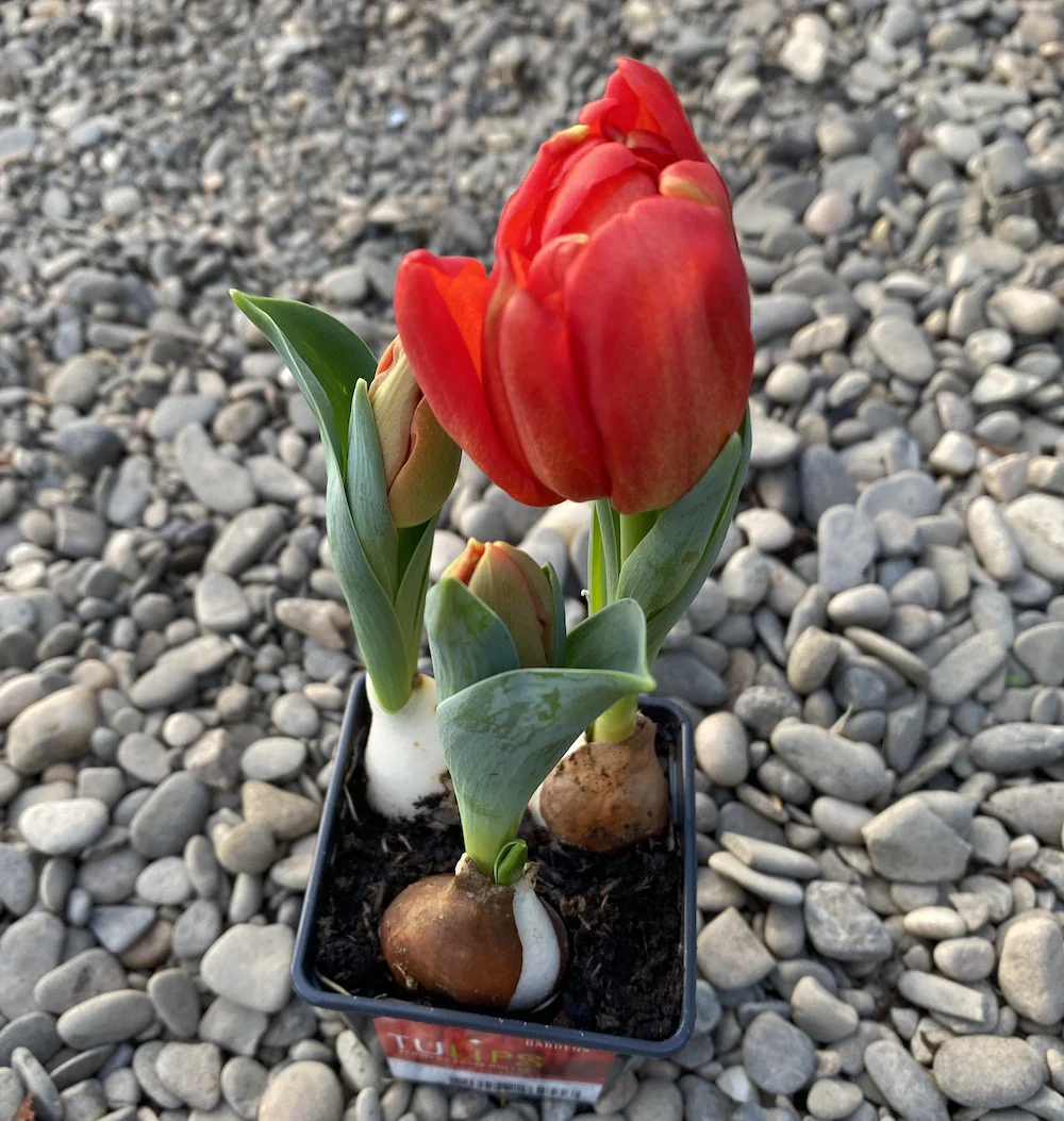 Bulbi de lalele cu flori duble rosii in ghiveci (Tulip Flaming Baby)
