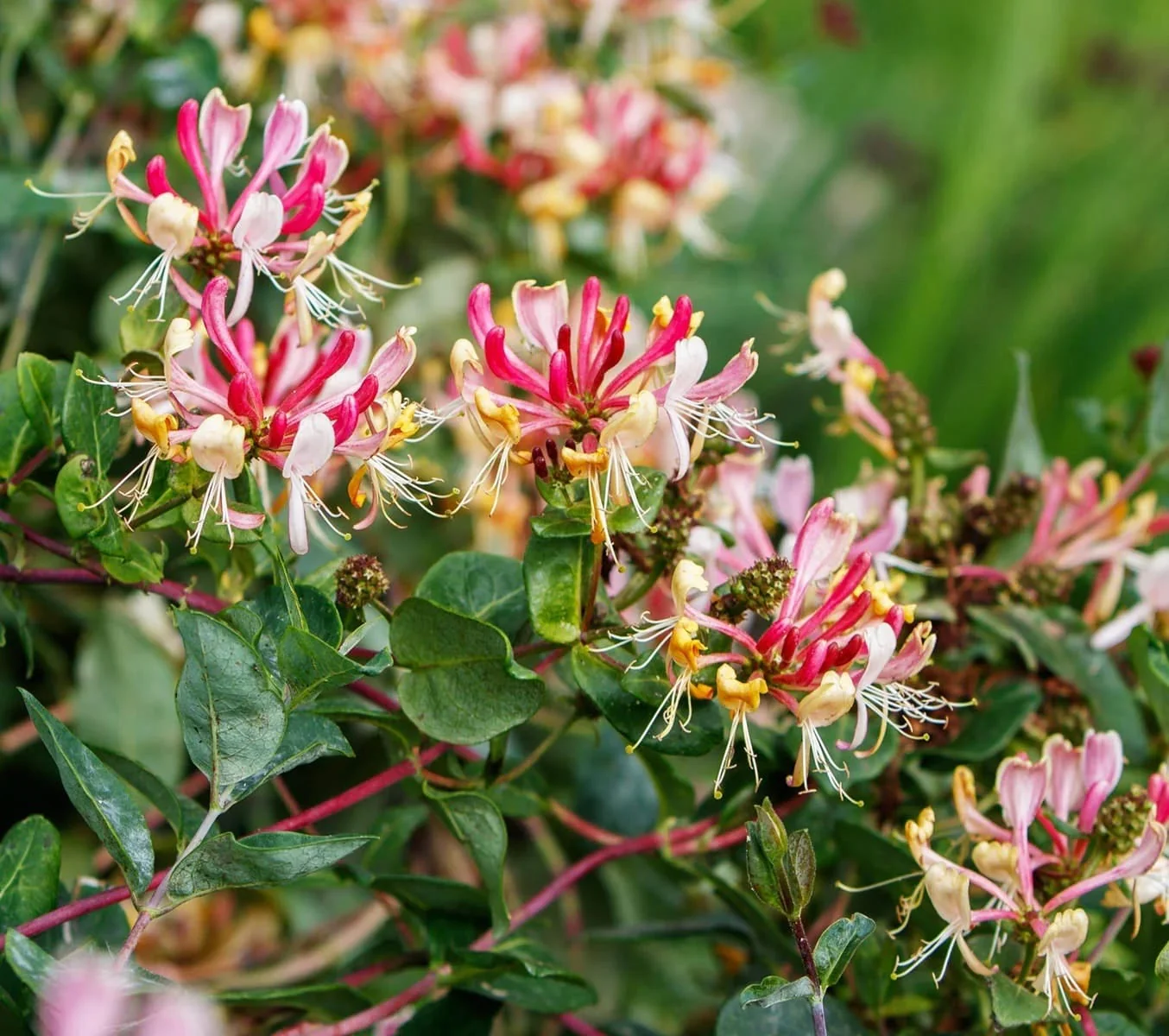 Lonicera henryi – flori si fructe comestibile, foliaj permanent verde