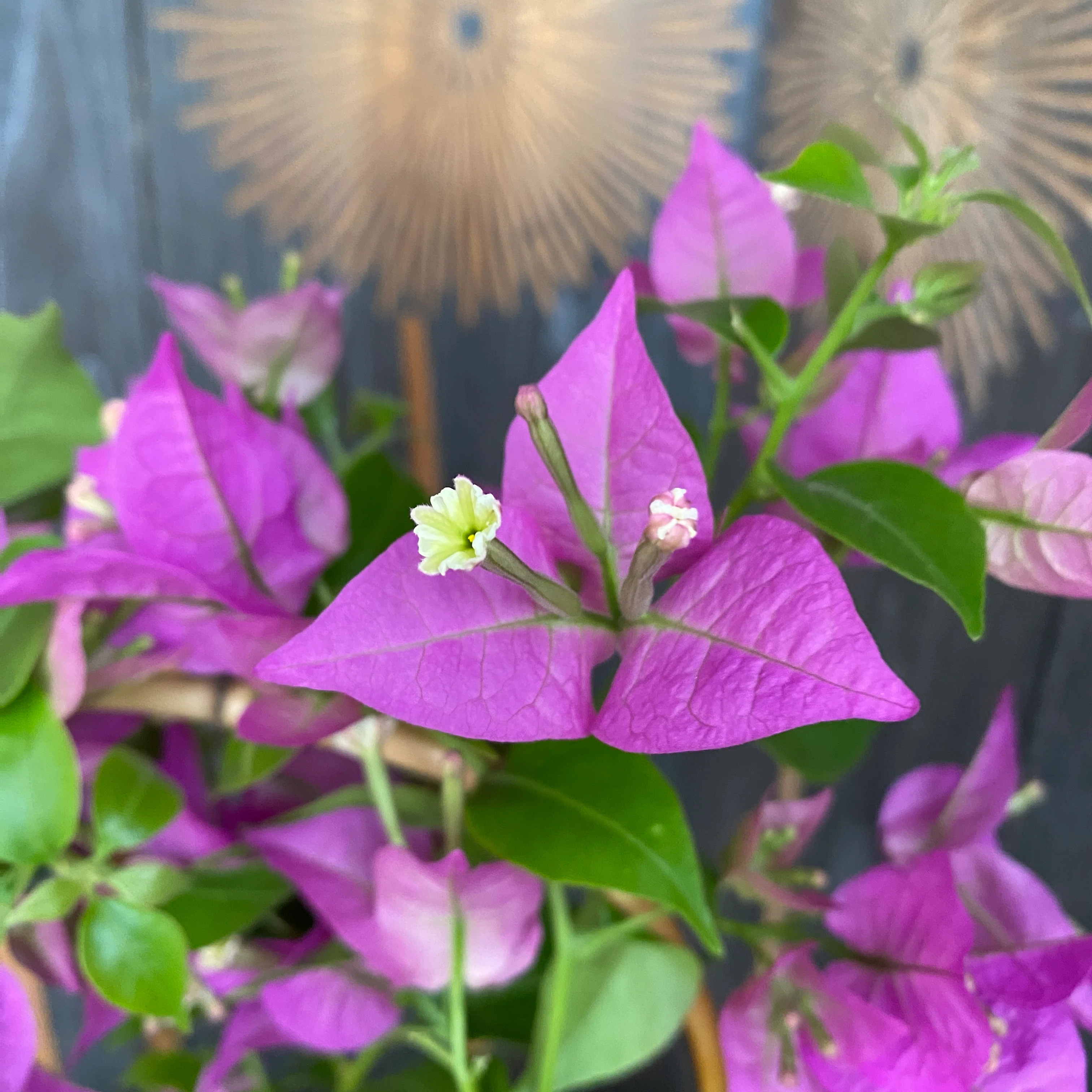 Bougainvillea ‘Purple’ – floarea de hartie mov
