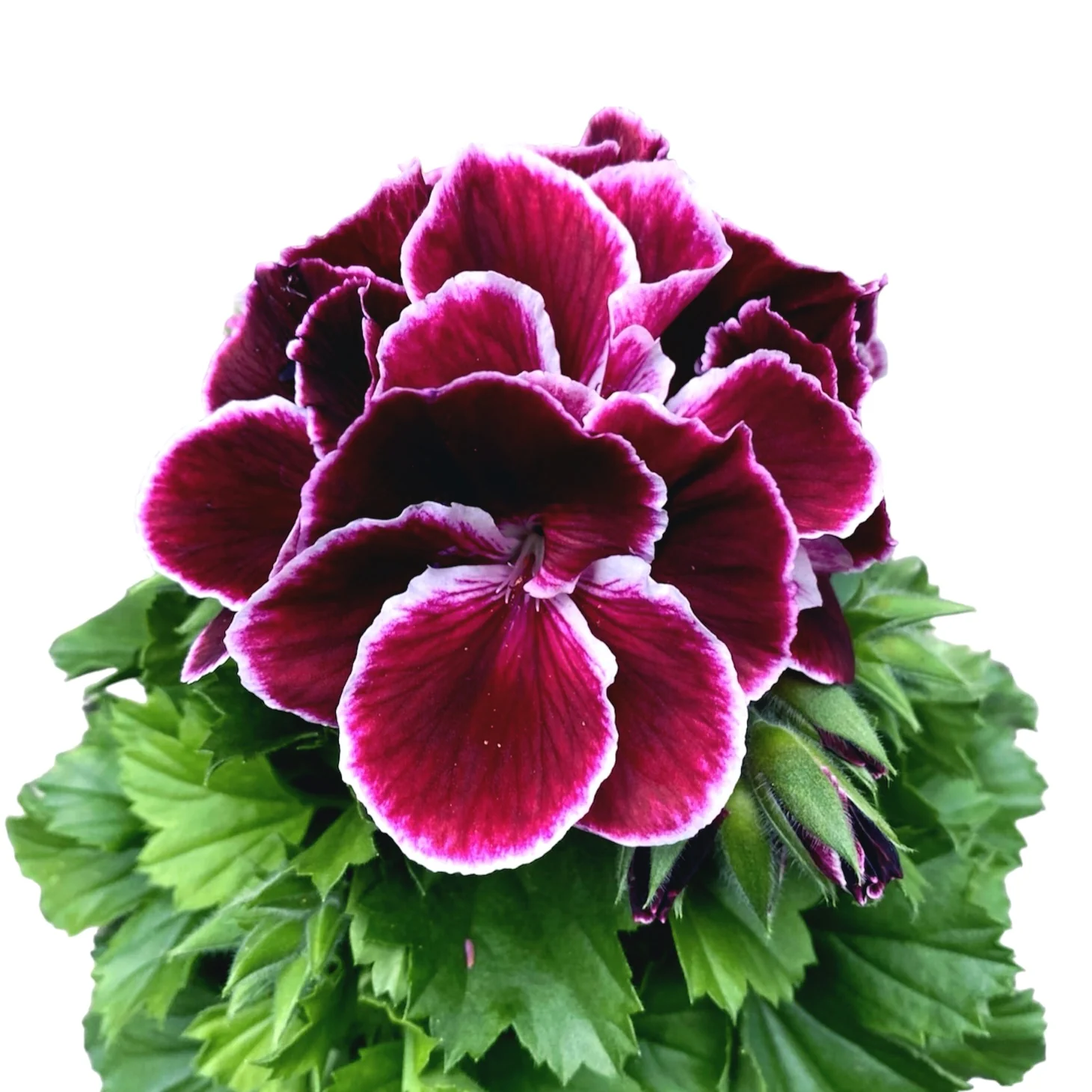 Pelargonium Don Bastino – muscate englezesti