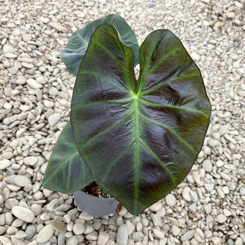 Colocasia esculenta 'Cintho Aloha’