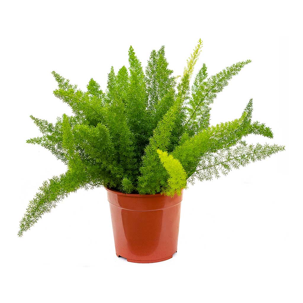 Asparagus densiflorus 'Myers’ (Foxtail Fern)