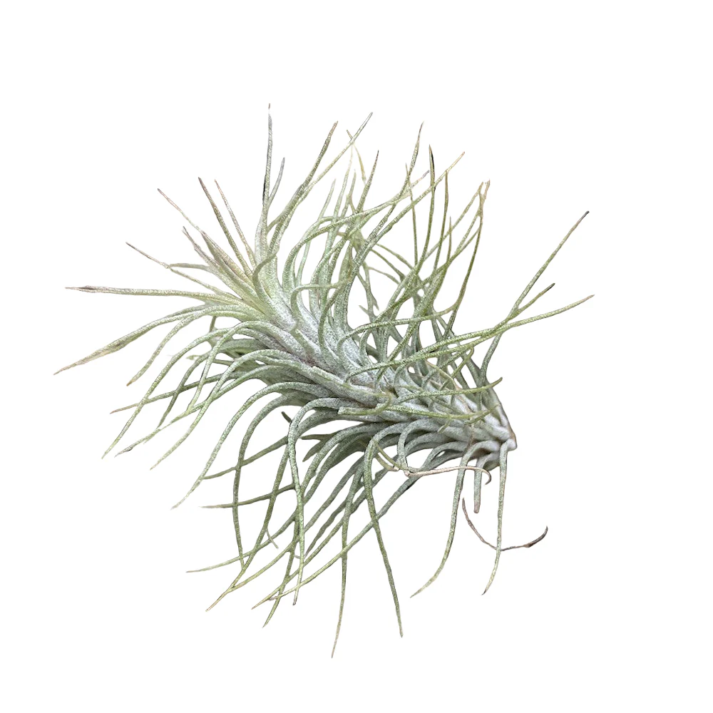 Tillandsia funckiana – planta de aer cu frunzis fin, asemanator cu un mic conifer tropical